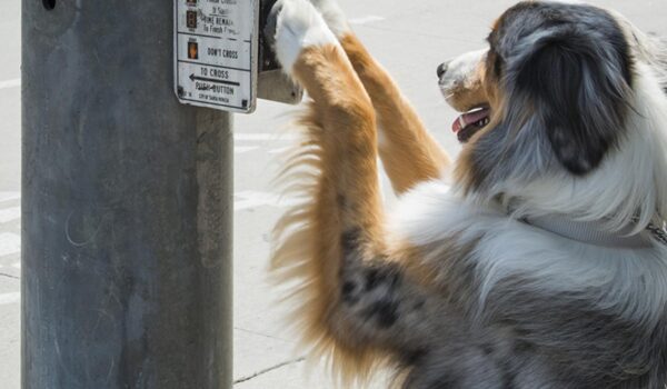 Service dog pushing pedestrian crossing button.