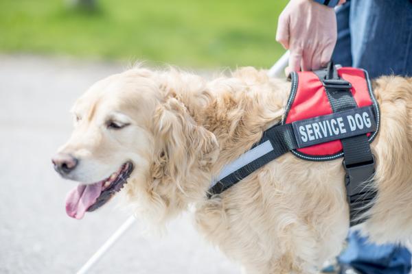 Service Animals | Great Plains ADA Center